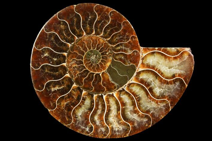 Agatized Ammonite Fossil (Half) - Madagascar #116798